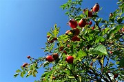 25 Rosa canina